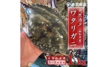 南知多町産 活〆ワタリガニ(オス) 約1kg (200～400g×3匹～5匹) 氷〆 レシピ付き