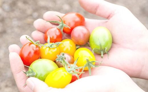 根本農園のカラフルミニトマト 約1.6kg | 野菜 トマト ミニトマト 水切り 濃厚 贈り物 新鮮 ビタミン 美容 健康 ※2026年1月上旬～4月下旬頃に順次発送予定