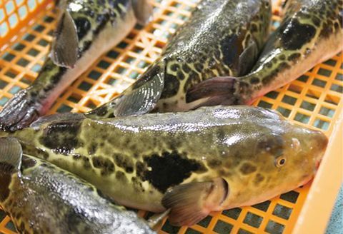 活とらふぐ本格セット　N013-YZF002