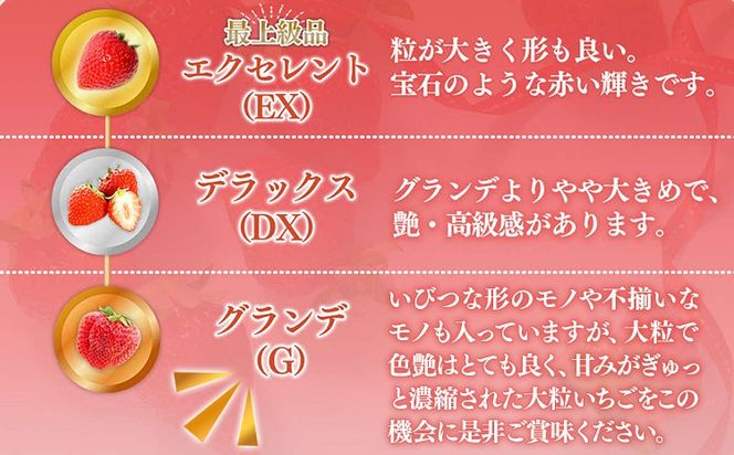 福岡県産 あまおう 500g （250g×2パック） いちご 1月中発送 いちご 苺 フルーツ 果物 くだもの 大粒Gサイズ グランデ 農家直送 大粒 不揃い 福岡県 福岡 九州 グルメ お取り寄せ