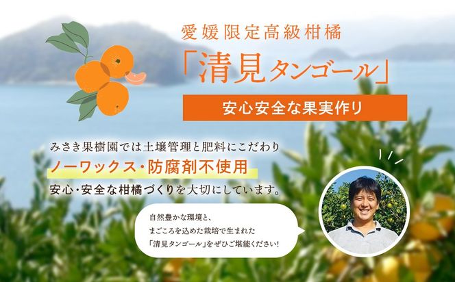 【先行予約】【秀品】清見タンゴール 5kg（L～3L）※離島への配送不可 （2027年3月上旬頃より順次発送予定） IKTAR012