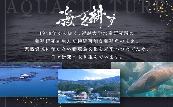近大クエタマ鍋セット1kg（2027年2月上旬～2月中旬発送） 304018_A024