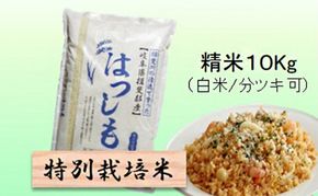 【令和7年産】特別栽培米 10kg【白米、7分ツキ】（ハツシモ）