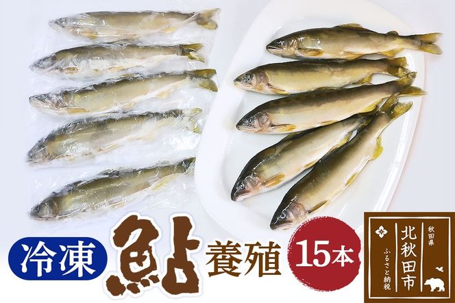 冷凍 鮎 15本 個包装【あゆ 小分け 魚 焼き魚 焼魚 川魚 バーベキューに】|arac-00010