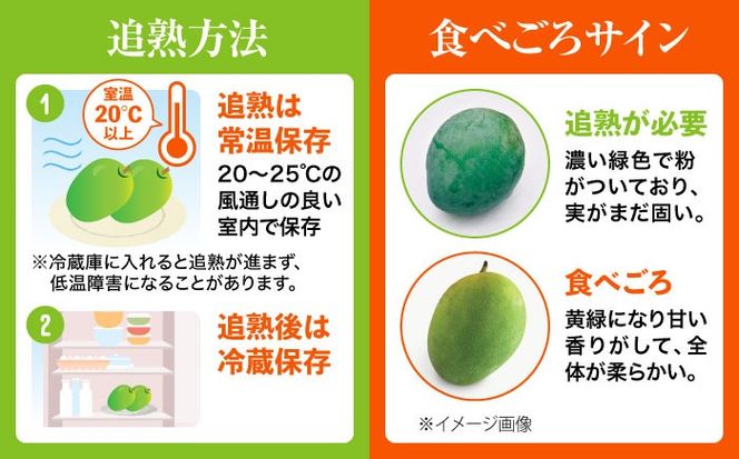 【2026年発送・数量限定】 【贈答用】 沖縄県産キーツマンゴー 約2kg (2～5玉 / 化粧箱入り) マンゴー 沖縄 果物 フルーツ ギフト 沖縄市 / ちゃんぷる～市場  [BCAA006]