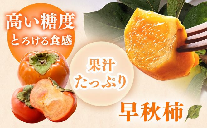 【先行予約】こだわり栽培ポット柿（早秋柿） 2Lサイズ12個入り | 柿 かき カキ 早秋柿 早生品種 甘い ジューシー フルーツ くだもの 果物 秋の味覚 おやつ スイーツ 産地直送 先行 予約 送料無料 岐阜県 瑞穂市 ※離島への配送不可  ※2026年10月中旬～11月上旬頃に順次発送予定