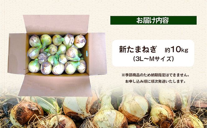 香川県産　新たまねぎ　約10kg