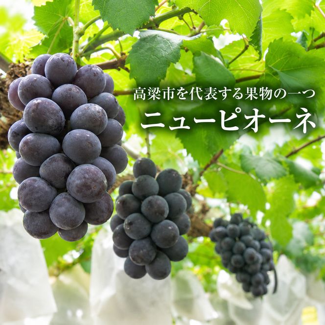 ニュー ピオーネ 約4kg ぶどう 葡萄 フルーツ 岡山 高梁市産 2026年 先行予約 果物類 果物 