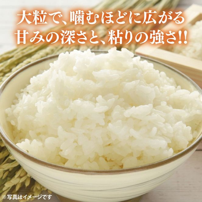 ★新米 令和8年★ 米 5kg 白米 「ゆうだい21」・10月発送 ＼先行予約／ 山﨑観光農園 栃木県 益子町 ふるさと納税 お米 ゆうだい21 白米 精米 5キロ 令和8年産 先行予約 (AU006-10)
