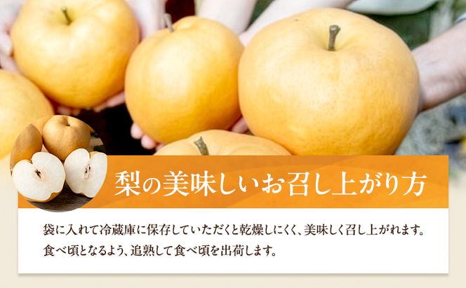梨 2026年 備前横綱梨（あたご梨） 2玉 (1玉1～1.4kg）贈答箱【11月下旬～12月中旬頃発送】 ナシ なし 岡山県産 国産 フルーツ 果物 ギフト 石原果樹園 