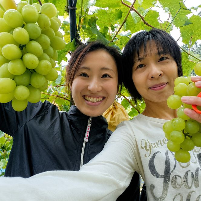 ぶどう 食べ比べセット 2房 合計 1kg 前後 葡萄 フルーツ 岡山 高梁市産 ぜきお農園 ぶどうclub 2026年 先行予約 果物類 マスカット 果物 