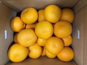 真心こめた木成り八朔約10kg【2027年2月中旬頃より発送】【Ｍ～3Ｌサイズおまかせ】CQ04