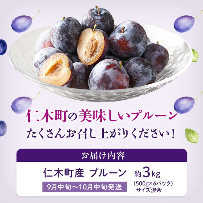 [先行受付] 【9月中旬～10月中旬出荷】 北海道 仁木町産 プルーン 約3kg（500g×6パック）サイズ混合  果物類 フルーツ 果物 詰合せ セット [くだもの直売  もり園]