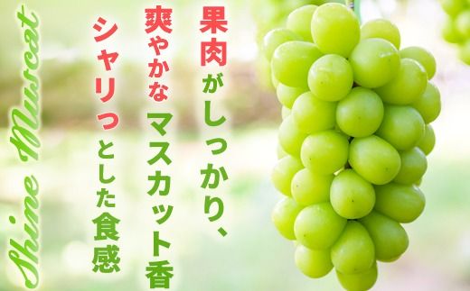 シャインマスカット 約1.2kg (約2～3房) 《黒岩果樹園》■2025年発送■※9月上旬頃～11月上旬頃まで順次発送予定