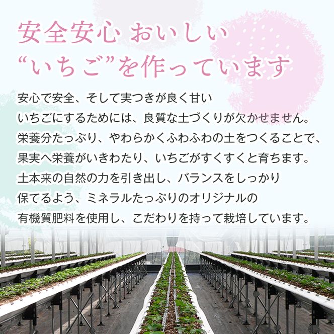 淡路島アイランドベリー 白苺淡雪 2～4パック入【2027年2月発送予約受付・お届け日指定不可】　苺
