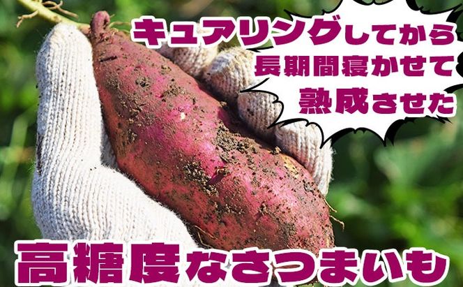 北海道 伊達 さつまいも 紅はるか 5kg 熟成 高糖度 サツマイモ 芋 甘い スイートヤバ芋 産地直送