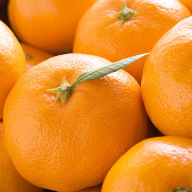 【産直・秀品】和歌山下津みかん約5kg（SサイズまたはMサイズのいずれかをお届け）