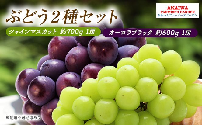 ぶどう 2026年 先行予約 シャインマスカット 約700g 1房 オーロラブラック 約600g 1房 葡萄 岡山県 赤磐市産 フルーツ 果物