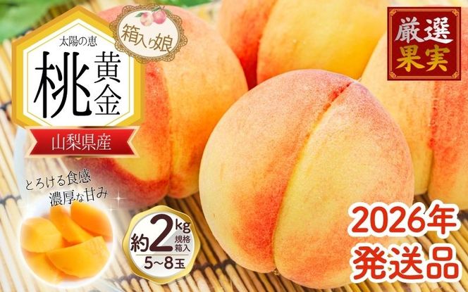 2026年最終出荷!! 朝もぎ直送「黄金桃」5～8玉 約2kg規格箱入り【高機能共選機使用】選び抜かれた桃 2026年 発送 山梨県産 モモ/ フルーツ 果物 くだもの 人気 産地直送/厳選  贈答 贈り物【tab0098】