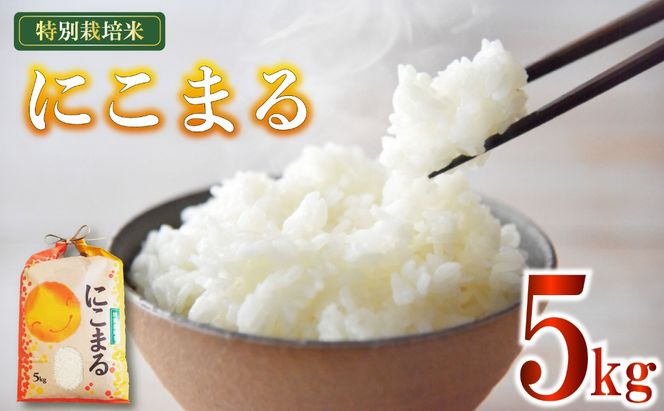 新米 米 にこまる 5kg 農家直送 特別栽培米 精米 令和7年度産 お米 新生活 贈り物 人気米 ご飯 白米 コメ 贈答 静岡県 藤枝市