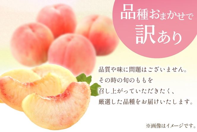 【2026年発送】桃 訳あり もも 白鳳 or 白桃 4号 約3.3kg(9～12玉) モモ 果物 フルーツ 山梨 期間限定 季節限定 冷蔵 農福連携 [斎庵 山梨県 韮崎市 20745278]