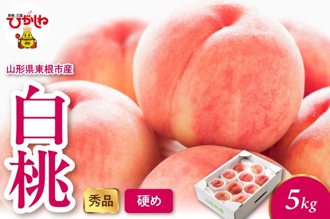 2025年産 白桃（硬め） 5kg 秀品 山形県 東根市 hi082-014-2