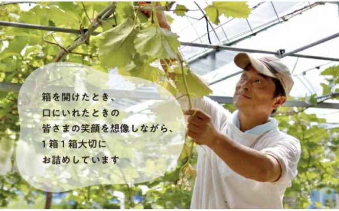 【2026年先行予約】大粒で食べ応え満点！ 藤稔の上級品 3～5房入 計2.0kg～ (岡山県産) / ふじみのり 藤みのり ぶどう ブドウ 葡萄 先行予約 フルーツ 果物 真庭市 フルーツ王国 きよとう果樹園【KF-B002-02】