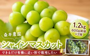 「できるだけ有機に近い形で栽培したい」 桑本農園のシャインマスカット　1.2kg（600g前後×2房） 322032_EL001