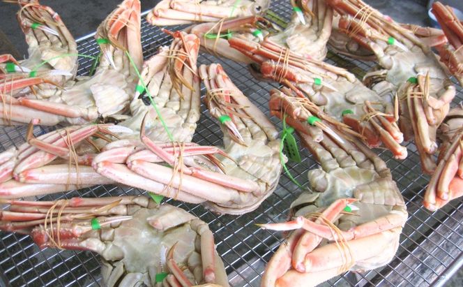 松葉蟹 ほぐし身（特上）活き蟹 1200g級使用 甲羅盛り 〈お申込み～2026年7月中旬発送〉 蟹 カニ かに 松葉蟹 松葉ガニ ズワイガニ 剥き身 殻なし