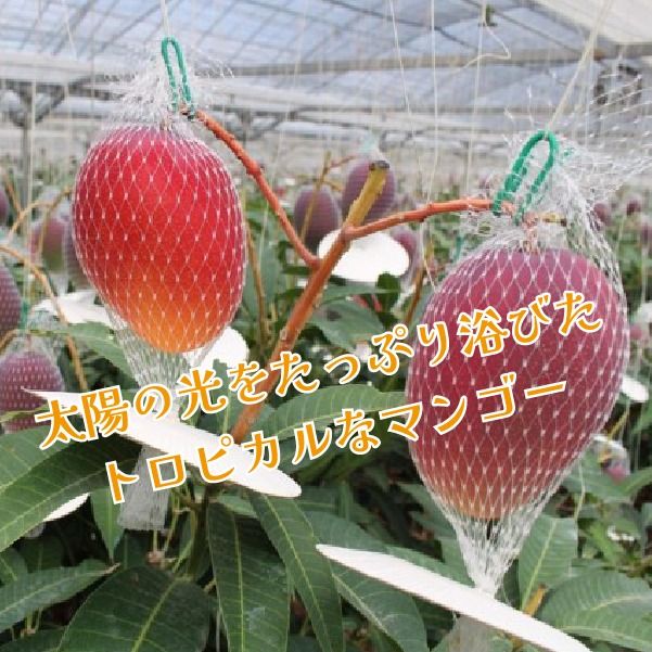 めろめろメロンと宮崎マンゴーアイスセット（アイス シャーベット 宮崎マンゴー マンゴー メロン スイーツ）