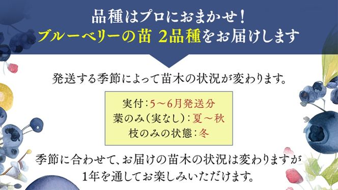 ブルーベリー の 苗 2品種セット （品種おまかせ） ラビットアイ系 ハイブッシュ系サザン サザンハイブッシュ系 苗 庭木 果樹 ガーデニング [BG013us]