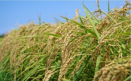 農薬 使わない 栽培！糸島産 夢つくし 5kg 玄米 分搗き 対応 糸島 / 二丈赤米産直センター[ABB025] 米 ゆめつくし 無洗米