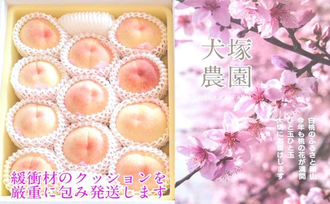 もも 2026年 先行予約 岡山匠の白桃 約3.4kg 11～12玉 犬塚農園 岡山県産 白桃 桃 モモ ギフト 初夏 みずみずしい