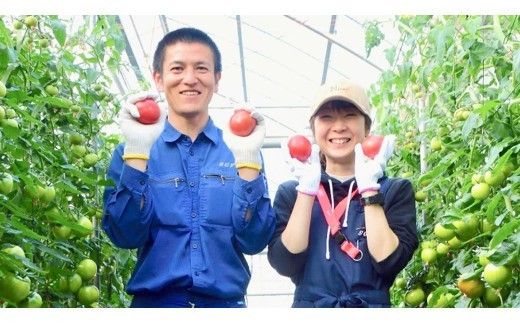 スーパーフルーツトマト 大箱 約2.6kg × 2箱 【大玉 20～35玉/1箱】 2026年産 糖度9度 以上 トマト とまと フルーツトマト フルーツ 野菜 やさい 高糖度 [AF034ci]