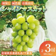 【先行予約】【2026年8月下旬順次発送開始】シャインマスカット2～3房（約1.5kg）【茨城県共通返礼品：下妻市】│ フルーツ 果物 ぶどう 種なし 大粒 数量限定 茨城県（BJ001）
