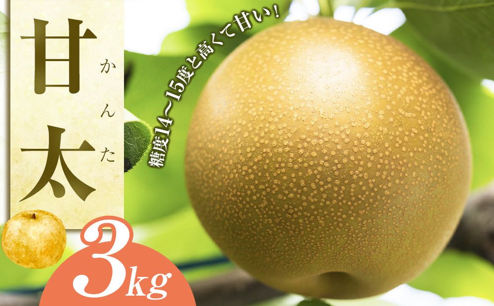 甘太(かんた) 3kg(JA) ※2026年9月下旬〜10月上旬頃に順次発送予定 313726