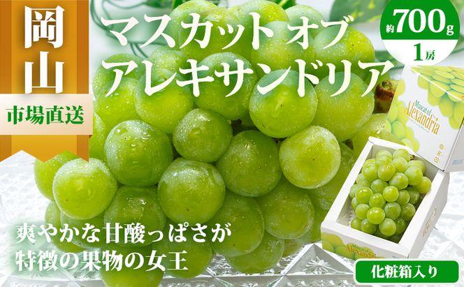 ぶどう 2026年 先行予約 マスカット・オブ・アレキサンドリア 1房 700g以上 化粧箱入り マスカット 岡山県産 国産 フルーツ 果物 ギフト 食後 デザート 上品な香り 果物の女王 さっぱり 爽やか