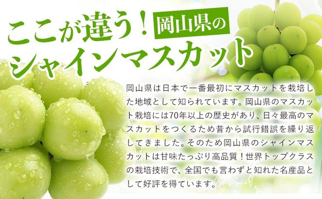 フルーツ 厳選 晴れの国定期便 シャインマスカット 白桃 米 無洗米 2回 3回 お届け 定期便 《ページ内記載の時期に発送》 果物 マスカット 桃 岡山県 笠岡市---kasaoka_zsytei_356_ume2---