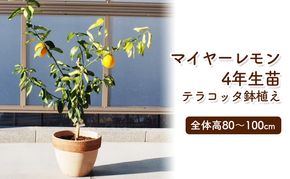 苗木 レモンの木 鉢植え 大きめサイズ テラコッタ鉢 植物 ガーデン ガーデニング ※配送不可:北海道、沖縄、離島 