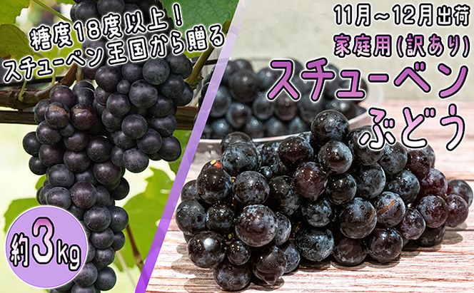 11～12月 津軽ぶどう村 秀品 スチューベン ぶどう 約 3kg  訳あり 家庭用 【 青森ぶどう 青森県鶴田町産 11月 12月 果物 フルーツ ポリフェノール 甘い 高糖度 美味しい 
