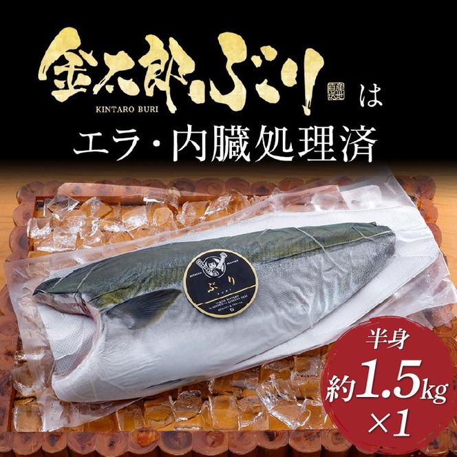 宮崎産 新海屋 鰤屋金太郎 金太郎 ぶり フィレ 約1.5kg 半身 1枚　冷蔵 N018-ZA4406_1