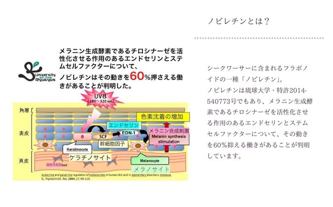 サンラバー（化粧水）