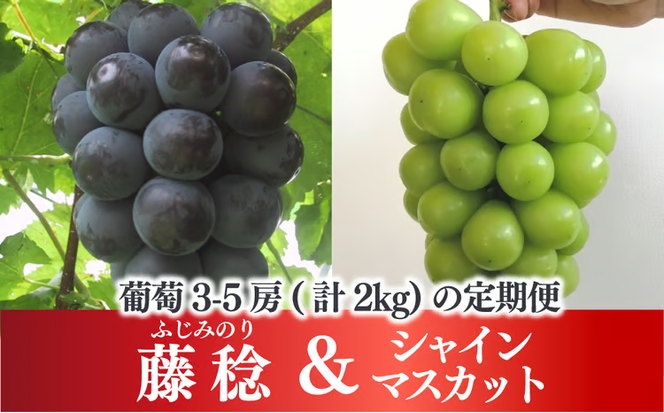 【2026年先行予約】大粒ぶどうの定期便 藤稔とシャインマスカットの人気品種２kg入の２回便(定期便)(岡山県産)【KF-T052-04】