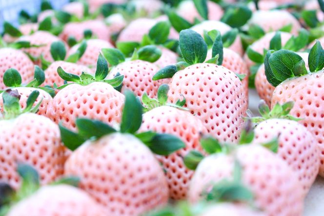 【完熟クラフト苺BERRY】海外セレブ御用達【樹上完熟白いちご】淡雪（あわゆき）約500g（出荷2026年12月上旬～2027年5月下旬）【yuji0004】