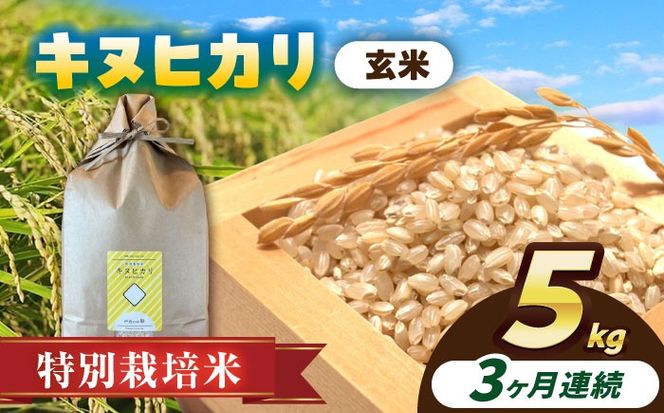 【3回定期便】特別栽培米　キヌヒカリ　玄米　5kg　お米　ご飯　愛西市／株式会社戸倉トラクター[AECS049]