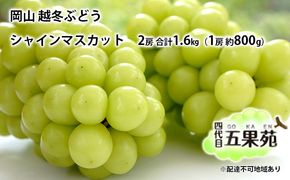越冬 ぶどうシャイン マスカット 2房 合計1.6kg（1房 約800g）岡山県産 四代目 五果苑 果物類 フルーツ 糖度20度 低温貯蔵 甘い 種なし 皮ごと ご進物 詰め合わせセット 