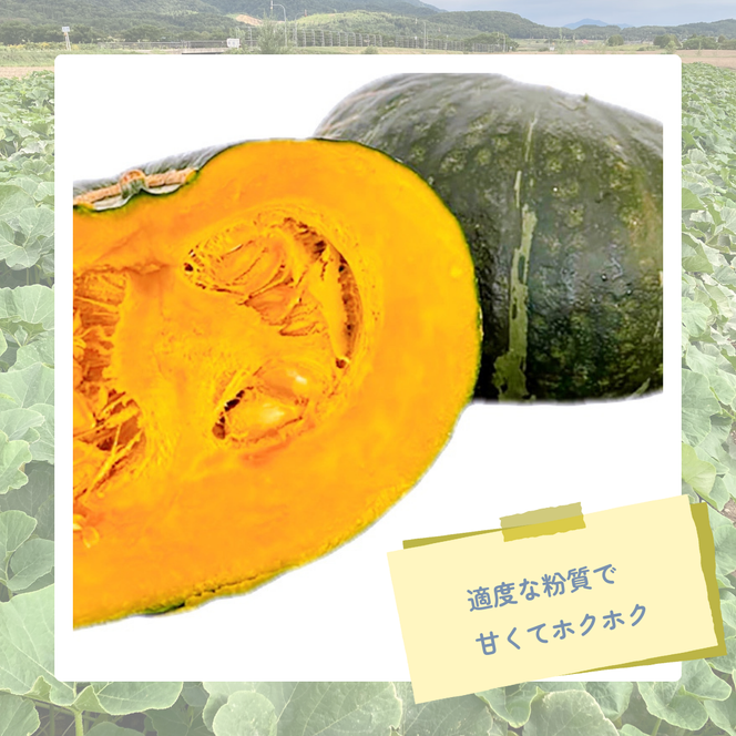 【2026年10月より順次発送】北海道富良野産かぼちゃ「くりゆたか」10kg