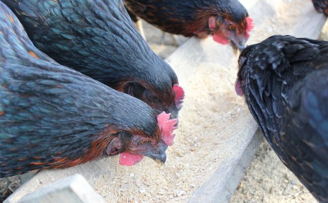 放し飼い 黒鶏 ネラの卵 20個 たまご 卵 鶏卵 玉子 南丹市 京都府