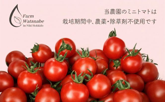 2026年産 ミニトマト ジュース 180ml×6本 (北海道 仁木町産 ミニトマト[エコスイート]100％) 無塩・無糖・保存料無添加【栽培期間中 農薬・化学肥料不使用 】 野菜飲料 [Farm Watanabe]
