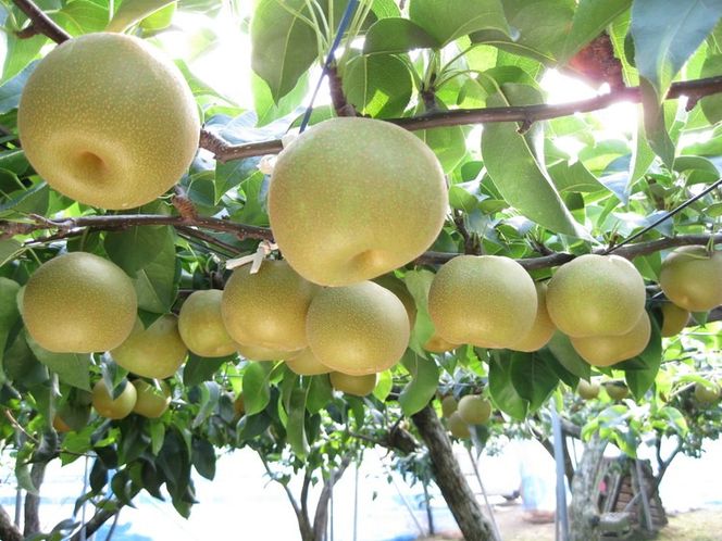 冬に味わう！藤岡さんが作った氷温保存きららか梨 3玉入り ｜ 梨 ナシ 果物 フルーツ　※2025年11月下旬～2026年4月上旬頃に順次発送予定　※離島への配送不可